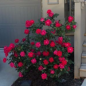 Meet your Posher, Toni